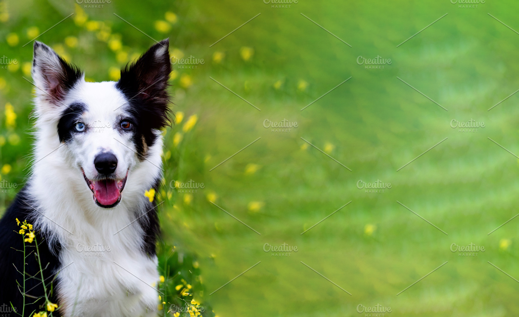 Happy Border Collie Dog in Spring Meadow with Green Copy Space, an Animal Photo by José Manuel Gelpi
