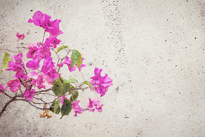 Flower blended into concrete wall, a Nature Photo by BOOCYS