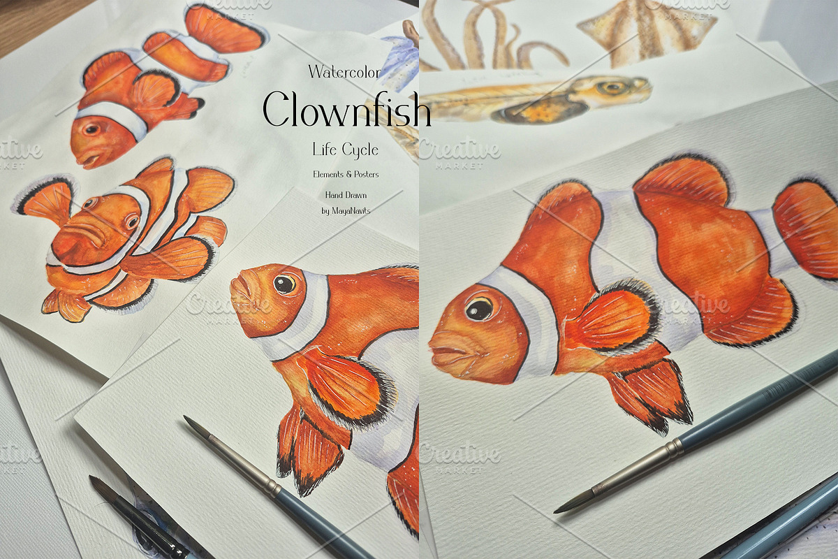 Watercolor Clownfish Life Cycle Set, an Education Illustration by MayaNavits (Photo 7 of 7)