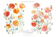 Watercolor Ranunculus Clipart Set, a Decorative Illustration by Patishop Art (Thumbnail 3 of 10)