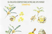 Golden Osmanthus Health Tea, a Food Illustration by Budogoshch (Thumbnail 5 of 8)