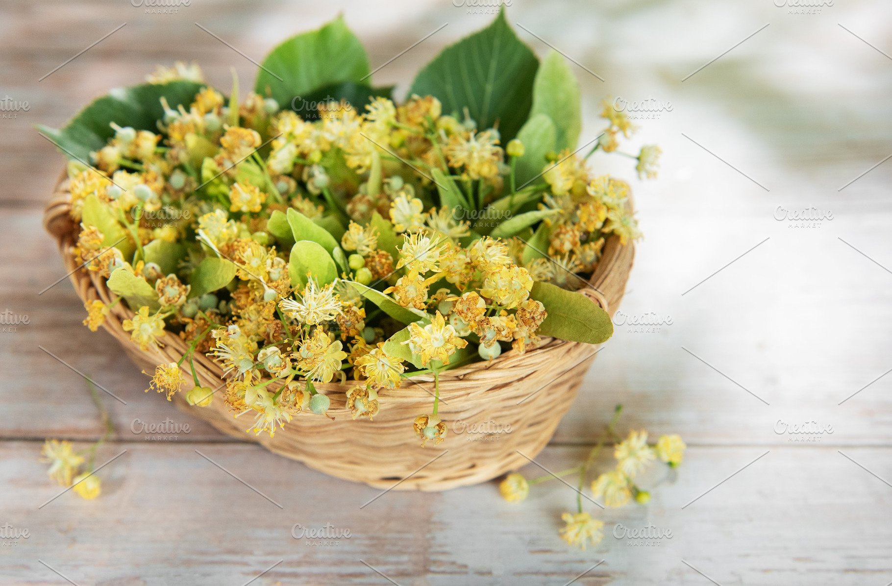 Linden flowers in basket on wooden background, a Nature Photo by Olena Rudo