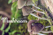 Mushroom font, a Script Font by Ekaterina Glazkova (Thumbnail 1 of 4)