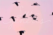 Delirio DemoFree link in description, a Script Font by graffistyling (Thumbnail 3 of 15)
