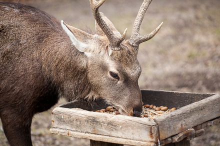 Roe deer Eating from the Feeder. Deer in the forest in spring., an Animal Photo by Rohan Photography