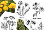Hand drawn medicinal herbs, a Healthcare Illustration by handsketched (Thumbnail 12 of 14)