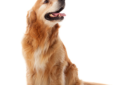 Cute pet stock photo containing dog and pet, an Animal Photo by José Manuel Gelpi