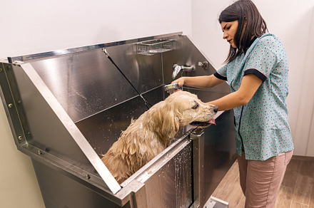 Golden Retriever dog take a bath, a Photo by Grafvision photography