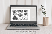 Medicinal Mushrooms & Plants Set, a Healthcare Illustration by Yevheniia (Thumbnail 12 of 12)