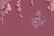 Rose Quartz Pressed Botanical PNG, an Object Graphic by Custom Scene (Thumbnail 7 of 8)