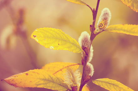 Spring Ii Stock Photograph preview 6