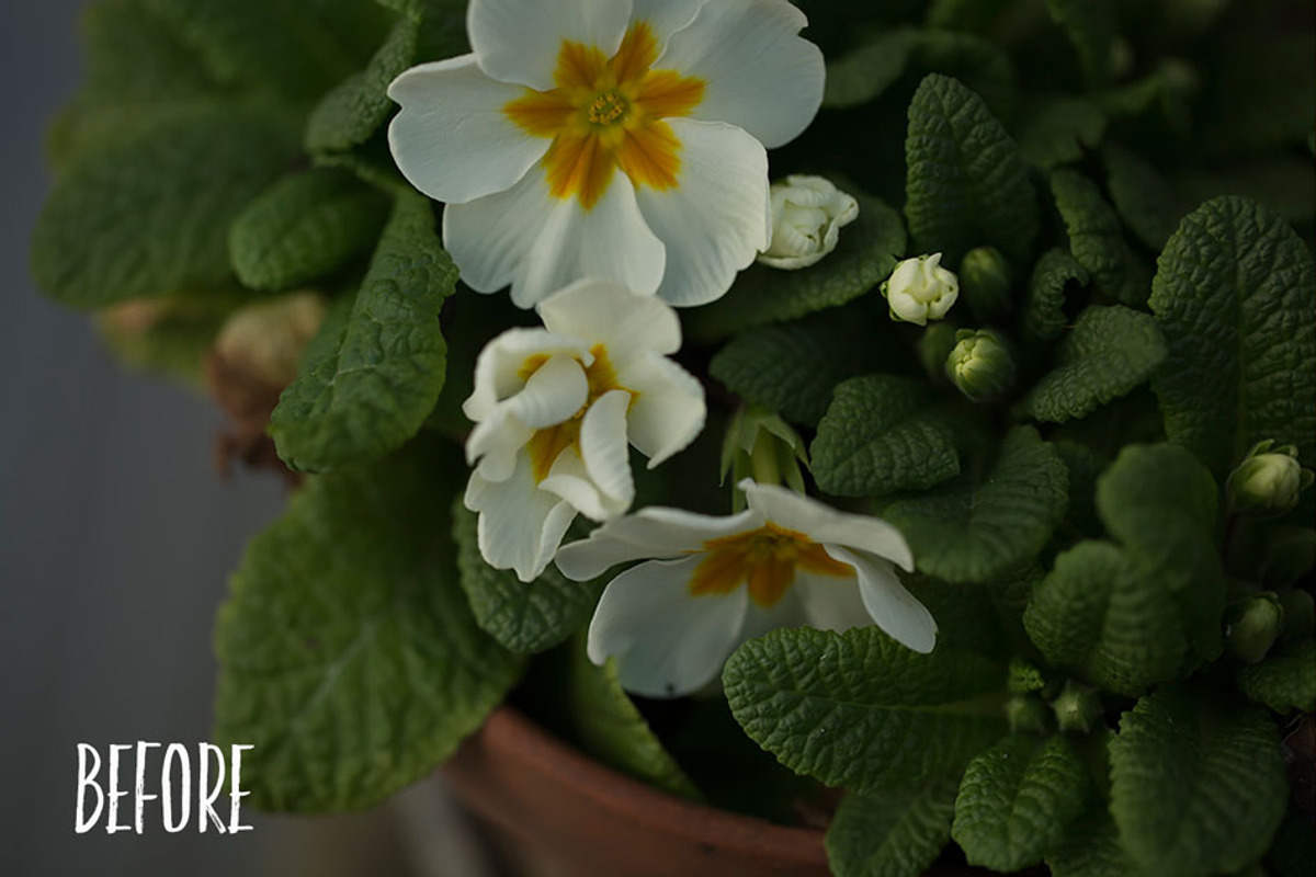 PHOTOSHOP actions set Greenhouse, an Action Add-On by Les Hirondelles Ph (Photo 6 of 10)
