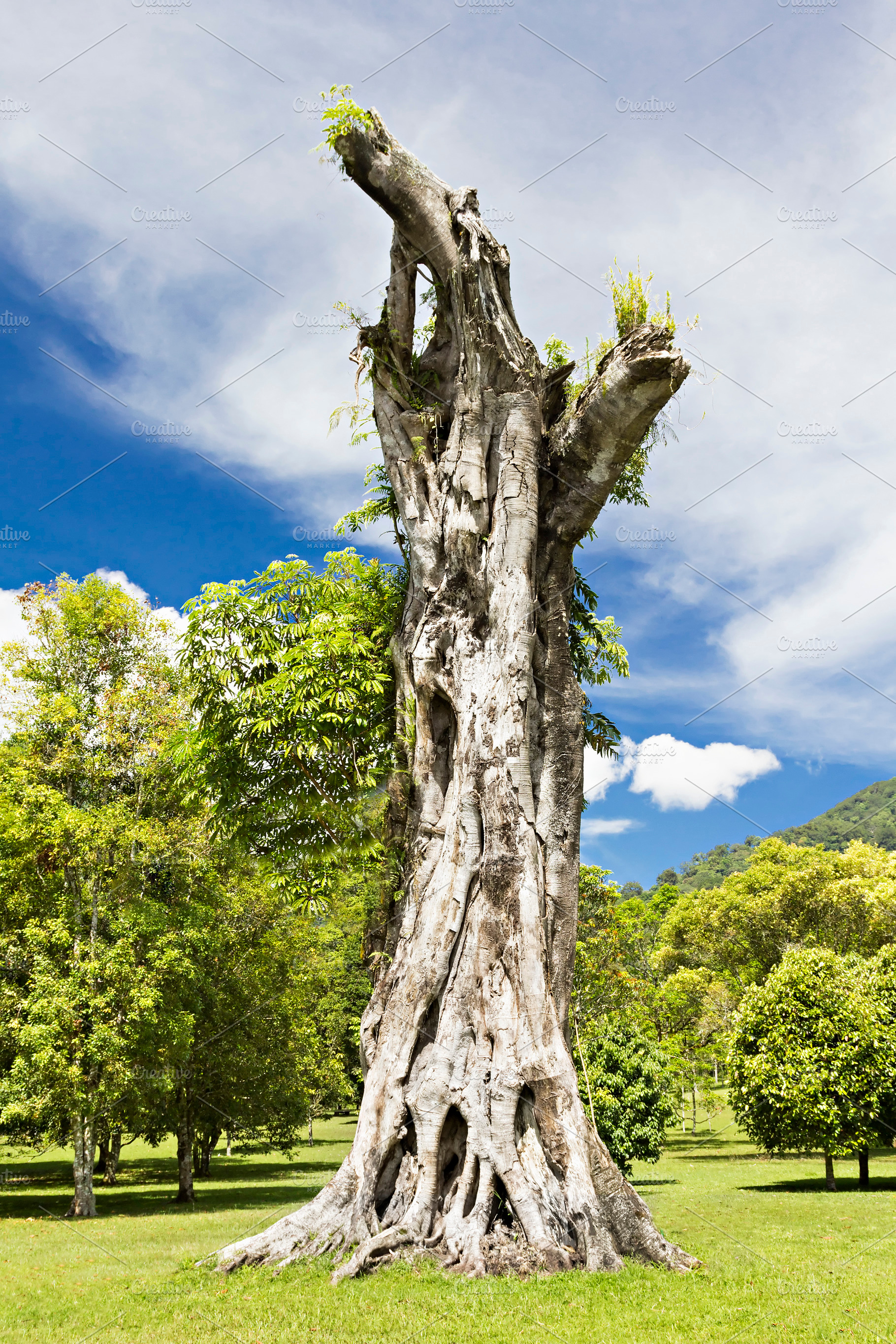 Banyan stump, a Photo by saiko3p