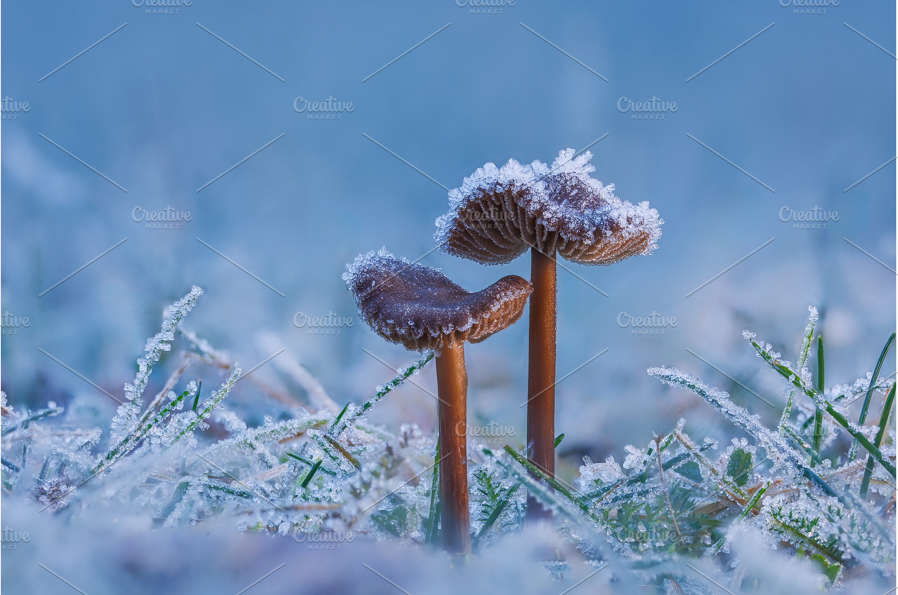 Frosted Mushroom in a Snowy Meadow, a Nature Photo by Lukas Jonaitis SHOP