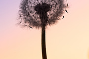 Dandelion at Dawn, a Nature Photo by Photo shack (Thumbnail 1 of 3)