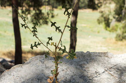 Plants featuring plant, stone, and desert, a Nature Photo by suprunvitaly