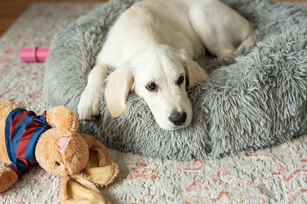A puppy of a golden retriever is resting in a dog bed., an Animal Photo by Olena Rudo