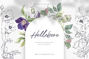 Hellebore. Pencil and watercolor, an Illustration by Tilling (Thumbnail 1 of 6)