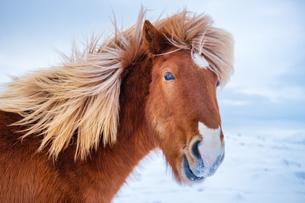 Horses in Iceland. Wild horses, an Animal Photo by Landscape and travel