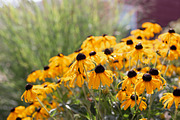 Herbalism Stock Photo Bundle, a Health & Medical Photo by Wellness Stock Market (Thumbnail 13 of 16)