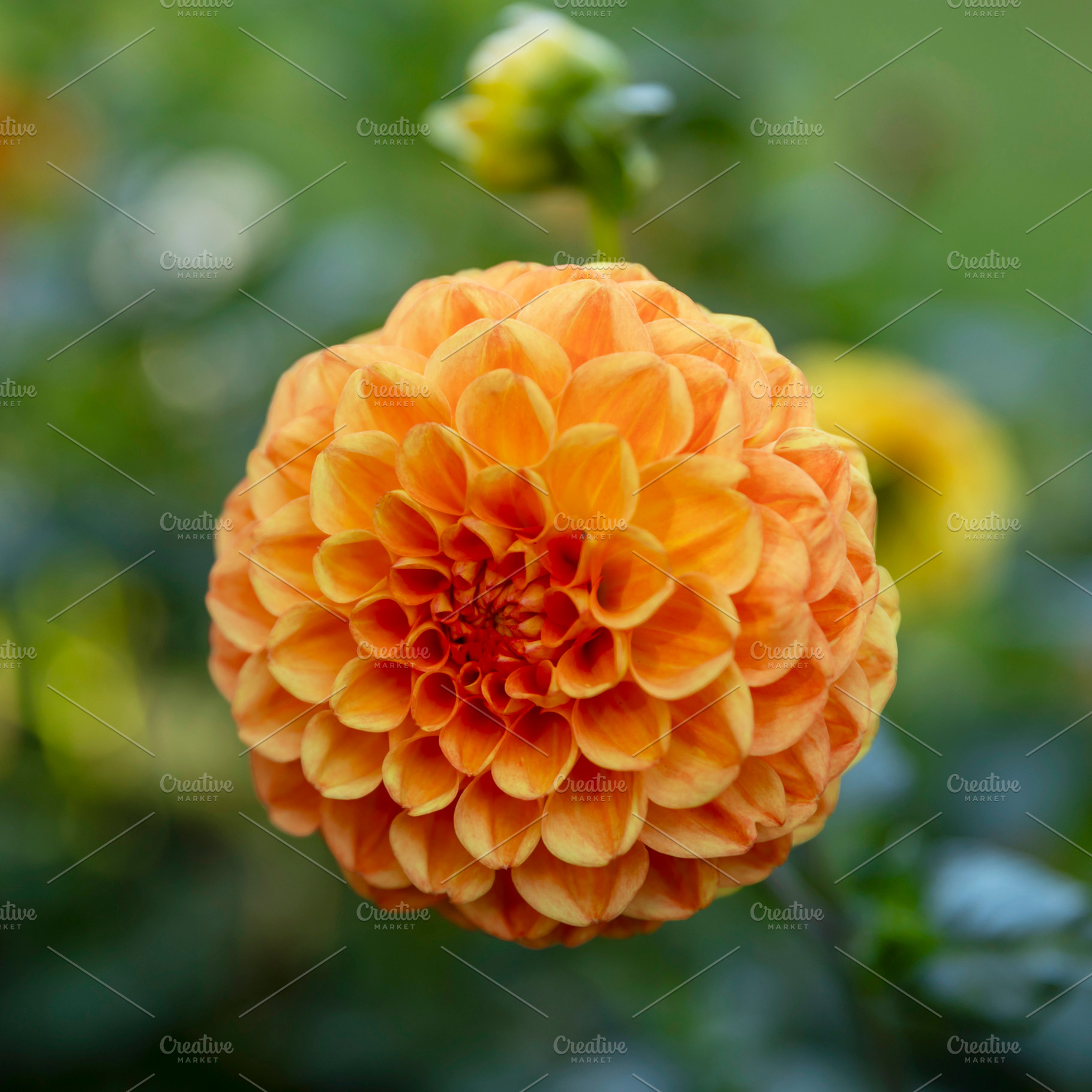 An orange dahlia flower head blooming in a garden with soft blur, a Nature Photo by Imaginarium