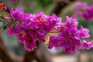 Vibrant Pink Bougainvillea Blossoms, a Photo by Pixeness Studio