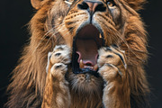 236 surprised animals, an Animal Photo by Handmadefont (Thumbnail 89 of 241)