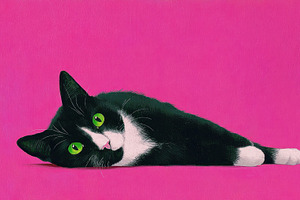 Black cat on pink background, a Photo by Beautiful things