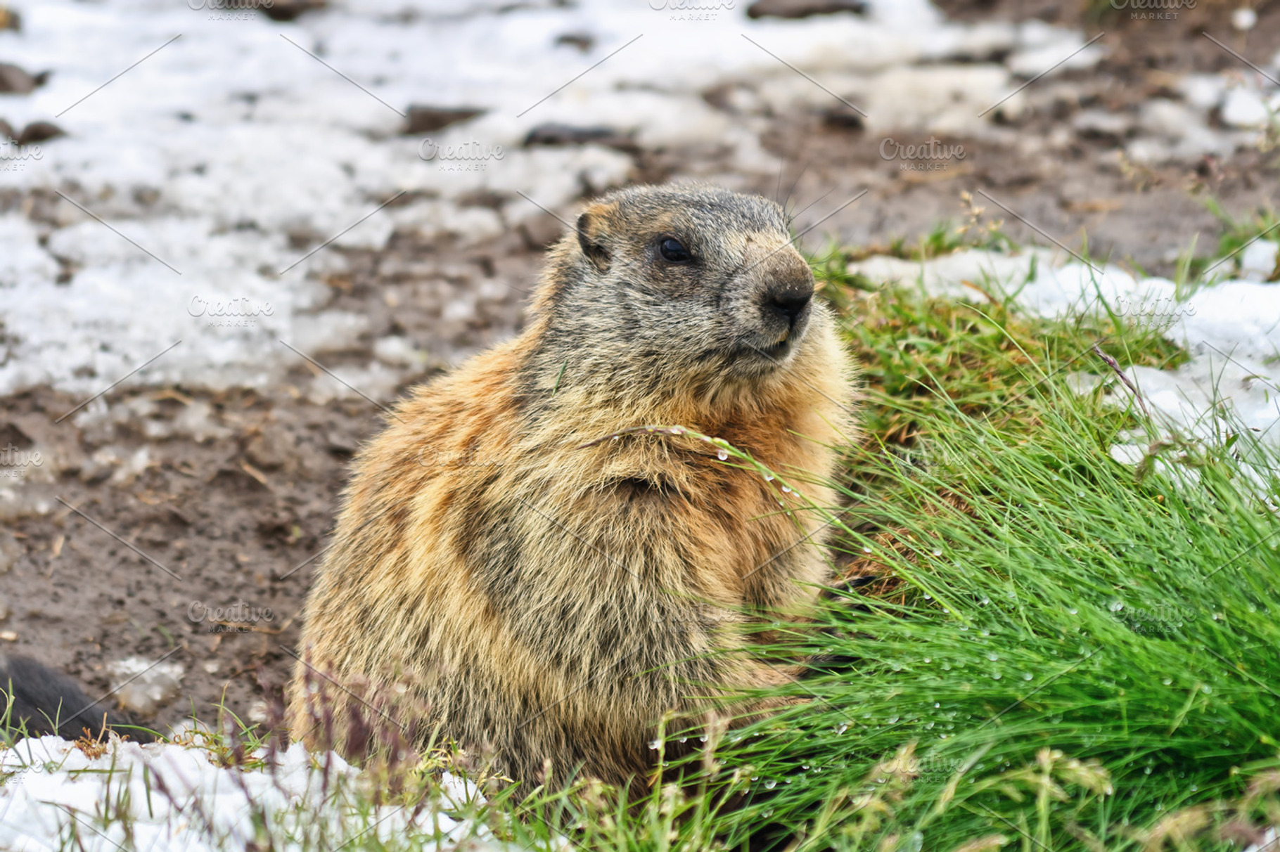 marmot closeup, an Animal Photo by Antonio-S