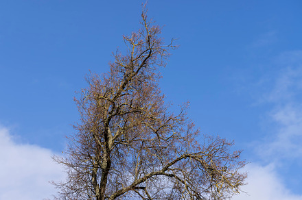 Yellowing and falling foliage of deciduous trees in autumn, a Photo by MyPhotos