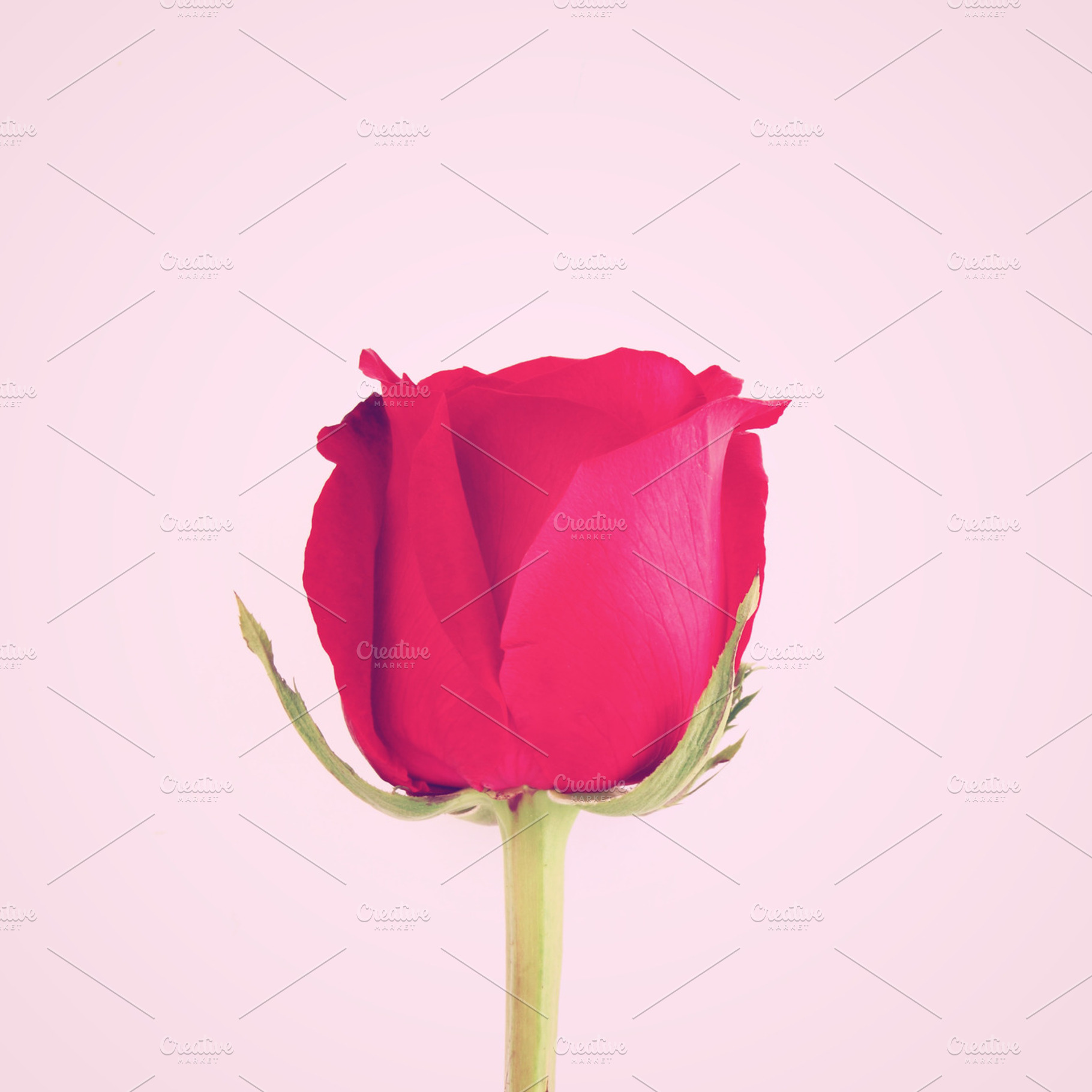 Red rose containing rose, red, and flower