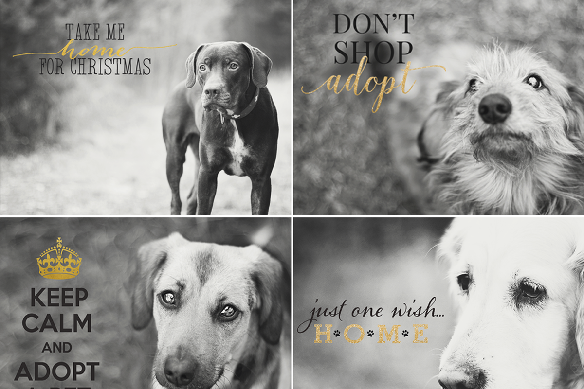 Overlays - Support Adoption vol.2 preview 3