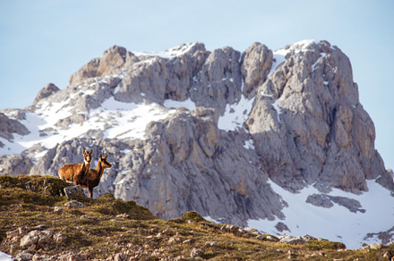 Pair of chamois in Picos de Europa i, an Animal Photo by Perpis