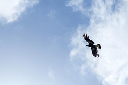 Bird soaring overhead containing bird, birds, and fly