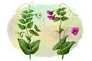 Pea Plant. Botanic Illustrations set, an Education Illustration by Eldar Zakirov's (Thumbnail 4 of 6)