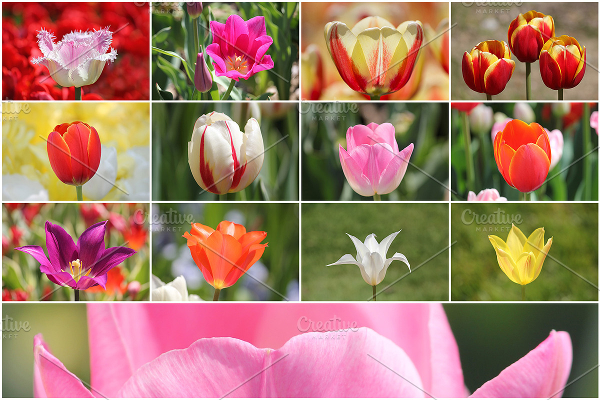 36 Spring Tulips - photo pack, a Templates & Theme by Cherry Picked Photos