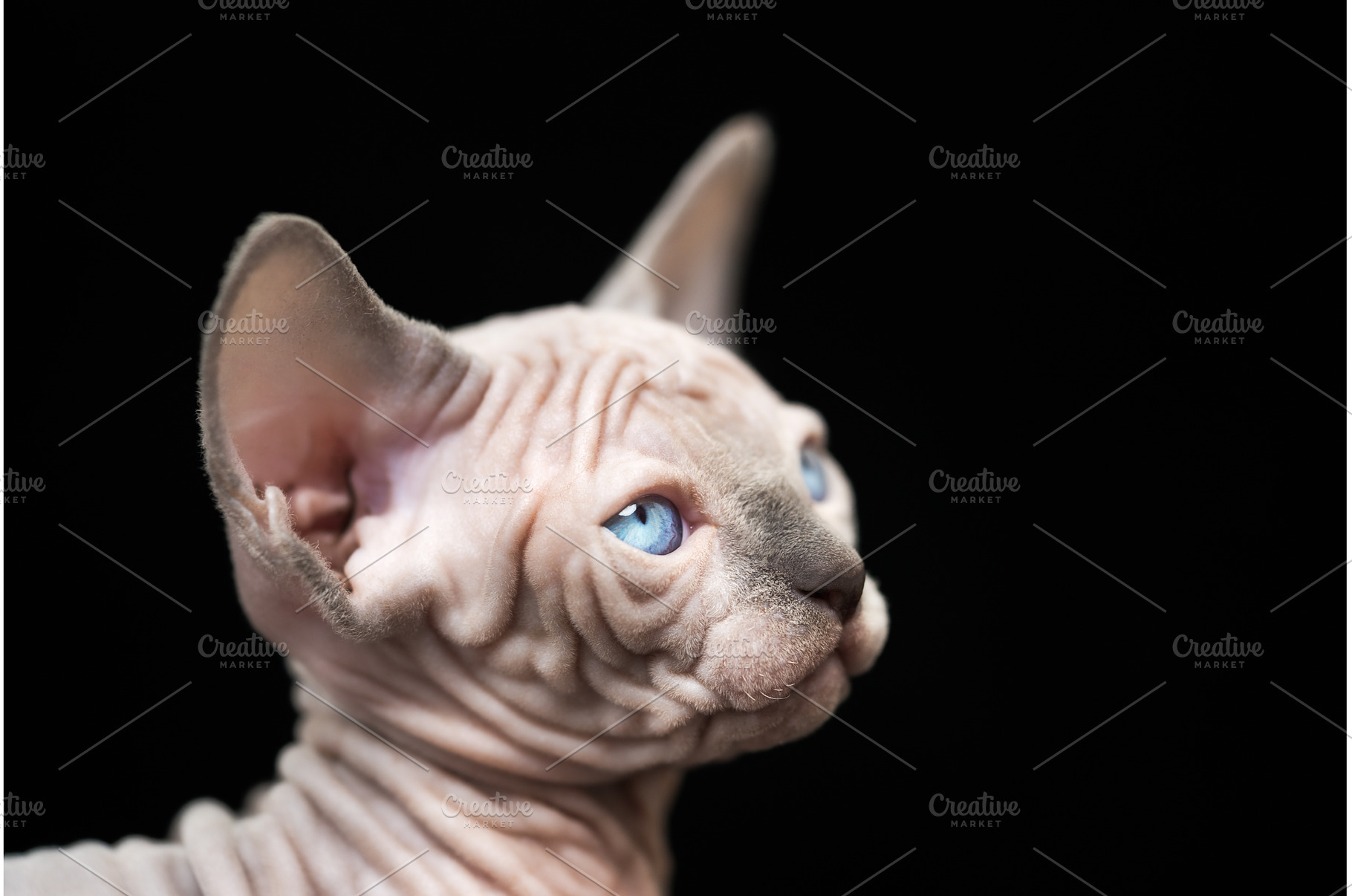 Portrait of kitty with blue eyes, an Animal Photo by Alexander-Piragis