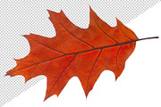30 colorful autumn leaves, an Object Graphic by Fruits+Veggies (Thumbnail 2 of 3)