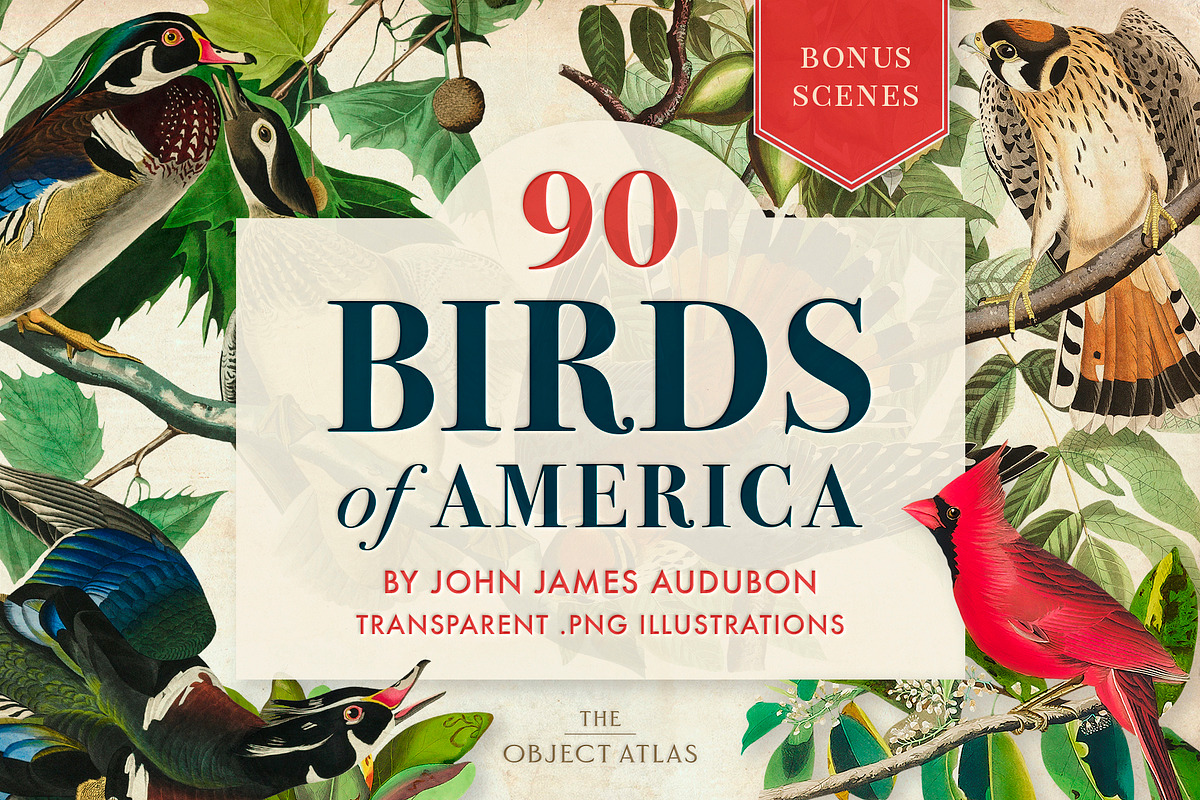90 Vintage Birds of America, an Illustration by The Object Atlas (Photo 1 of 9)