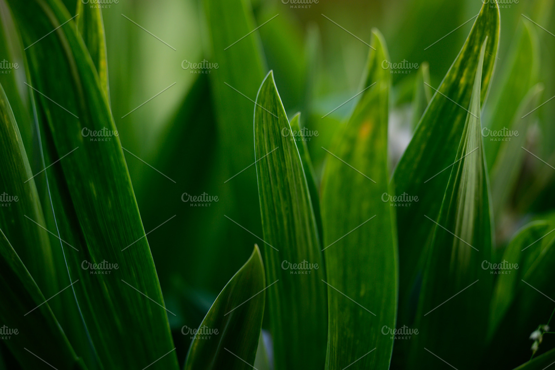 Close-up of a dense green plant with long narrow leaves., a Nature Photo by ndanko