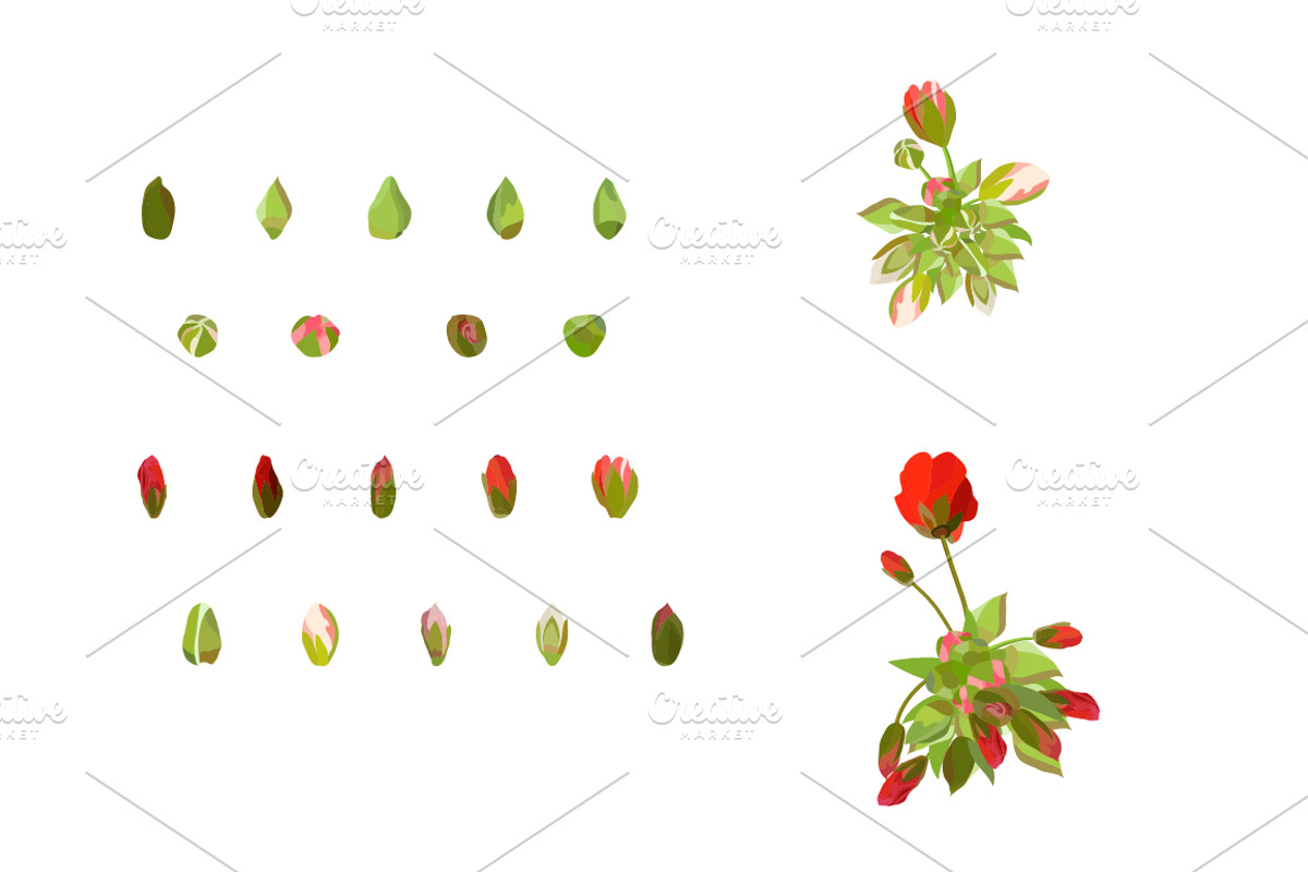 Vector object brushes. Geranium. preview 6