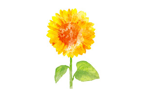 Watercolor sunflower on white