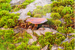 Small brown mushroom growing on old, a Nature Photo by Pakosta