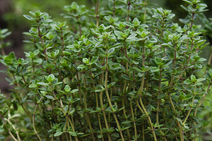 A lush bush of fresh green thyme with small leaves and thin vert, a Nature Photo by ndanko