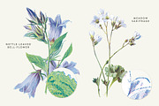 Vintage Flower Illustrations Bundle, an Illustration by Greta Ivy (Thumbnail 17 of 62)