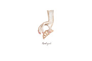 Watercolor Baking Collection, a Food Illustration by MayaNavits (Thumbnail 8 of 8)