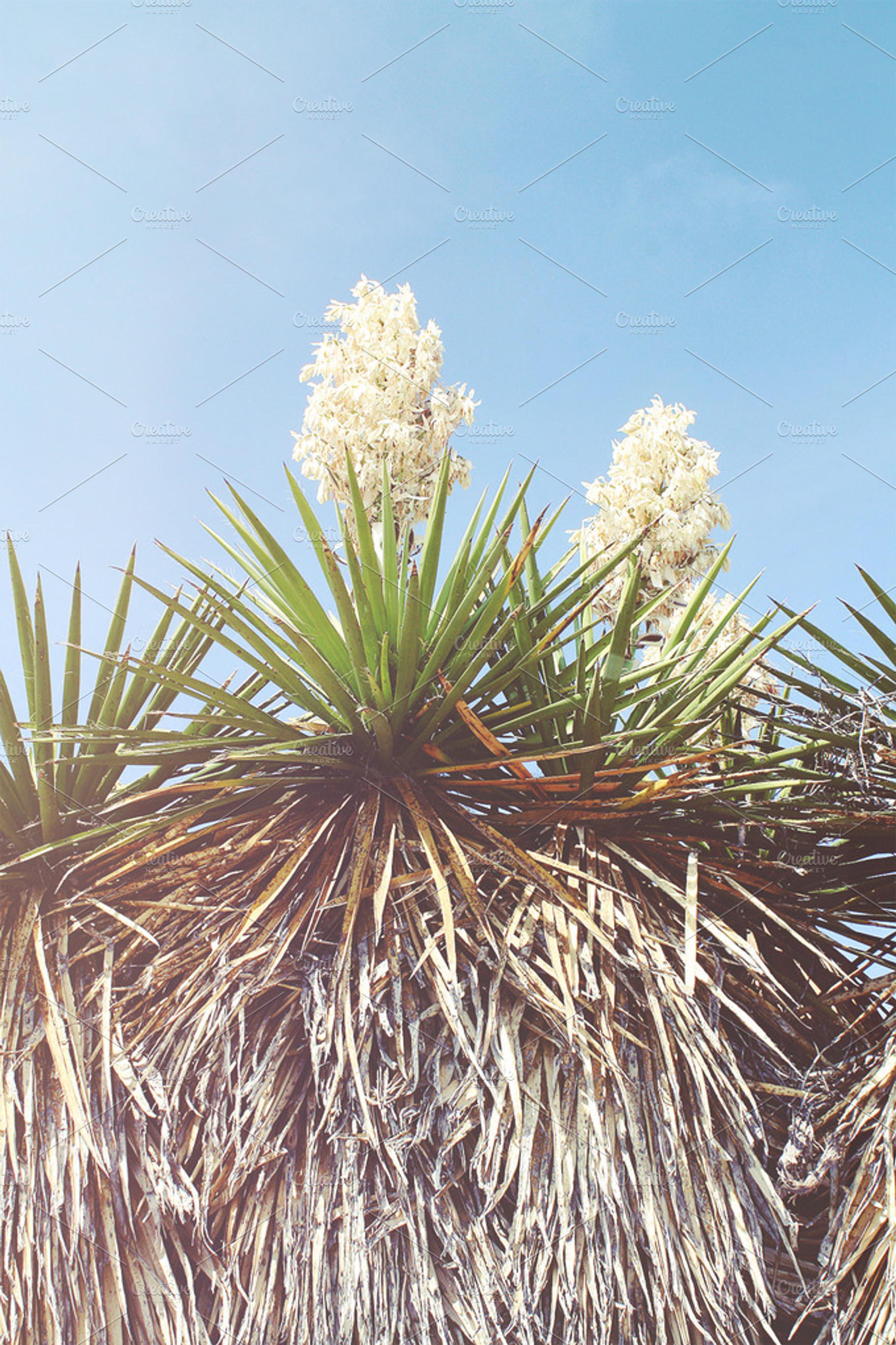 West Texas Spring