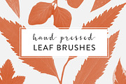 Pressed Leaves Photoshop Brushes, a Brush Add-On by Little Bean (Thumbnail 1 of 5)