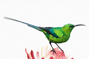 Watercolor Birds, an Animal Illustration by Karliefie (Thumbnail 4 of 5)