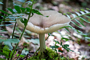 Mushrooms In The Forest Photography, a Nature Photo by Full Circle Design Studio (Thumbnail 23 of 38)